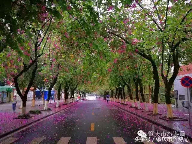 西大下了一场雨,美翻了整个肇庆!