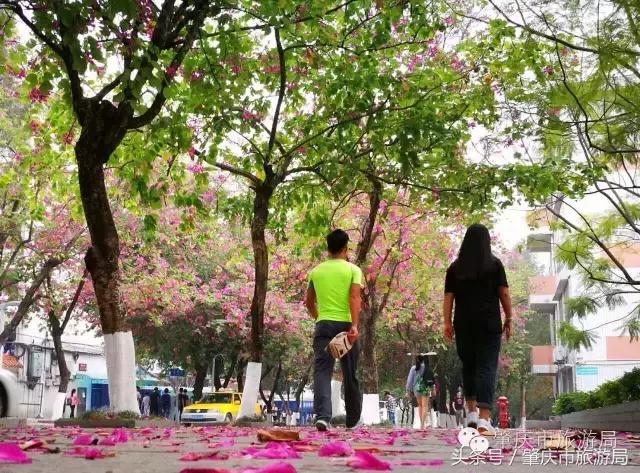西大下了一场雨,美翻了整个肇庆!