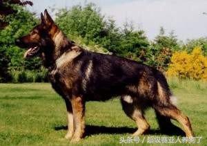 中国牧羊犬俱乐部成立,中国德国牧羊犬俱乐部犬舍