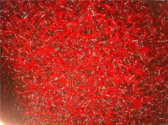 秋冬钓鲫鱼用红虫还是蚯蚓,冬季野钓红虫用大的好还是小的好