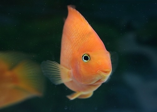 开缸到养水到养鱼新手全程教学,养鱼先养水的秘诀顺口溜