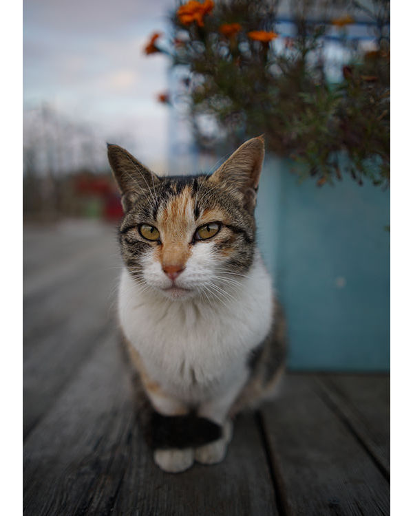 索尼fe70-2002.8,索尼fe35mmf2.8价格