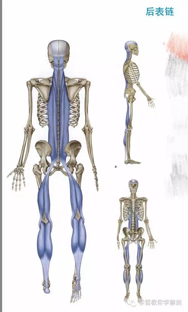 学员精彩笔记(2)|什么是后表线?它到底在人体中扮演怎样的角色