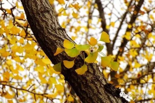 「围观」赶紧去九华山路看看吧！别人早就去过了！