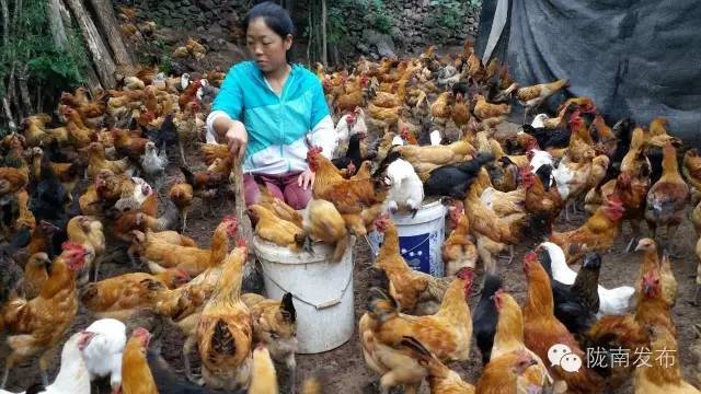 脱贫攻坚战上的巾帼担当,脱贫路上展现巾帼风采