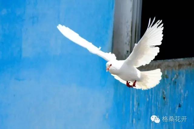 高原诗会：秋雨或者是雪（外四首）