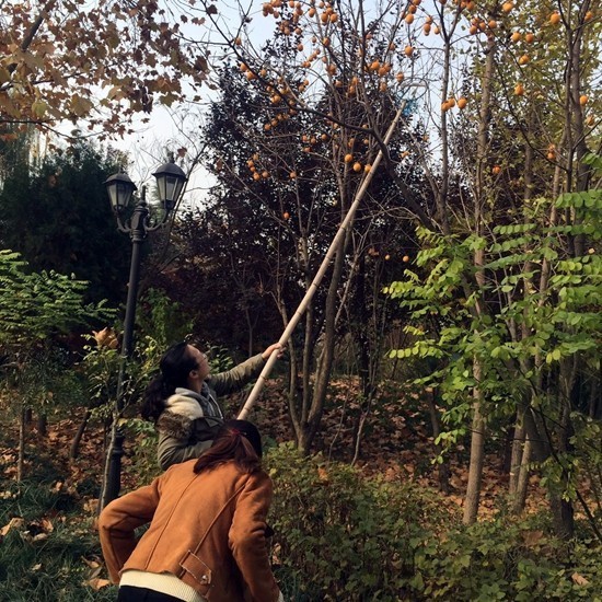 青荣烟威城际铁路开通,青威烟荣城际高铁