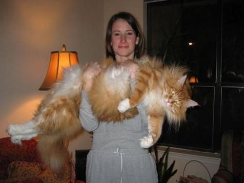 世界上最强的灵长类动物,盘点世界上怪异的巨大动物