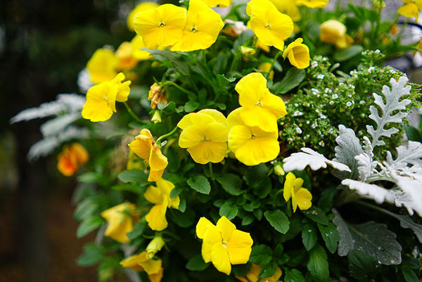 索尼fe70-2002.8,索尼fe35mmf2.8价格