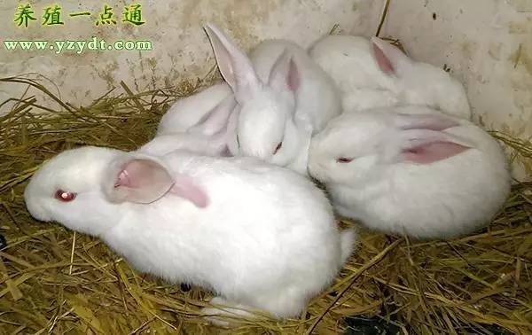 养兔肉兔养殖,肉兔养殖技术大全视频