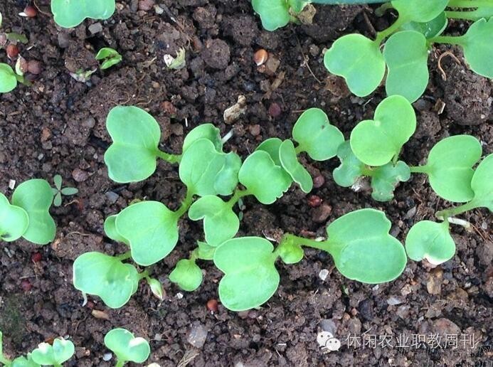 原来农业也可以运用科技,原来的稻地能种萝卜吗
