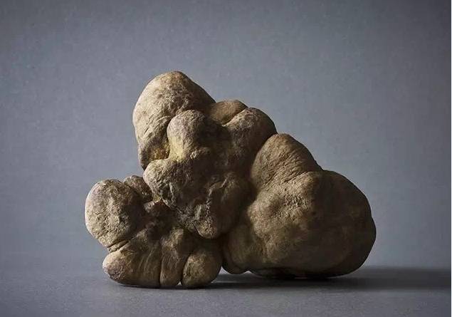 松露新口味,顶级松露的秘密