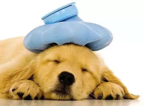 公开课狗狗,狗狗拉肚子吐了不吃饭什么原因