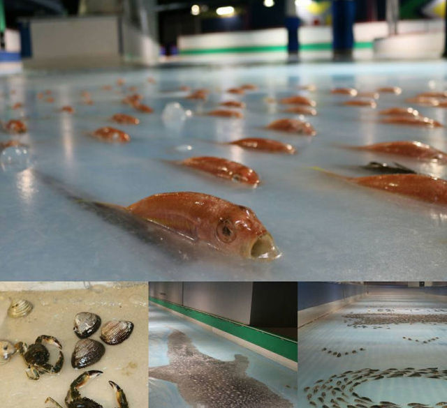 冷冻活鱼是不是太残忍,日本溜冰场冻活鱼