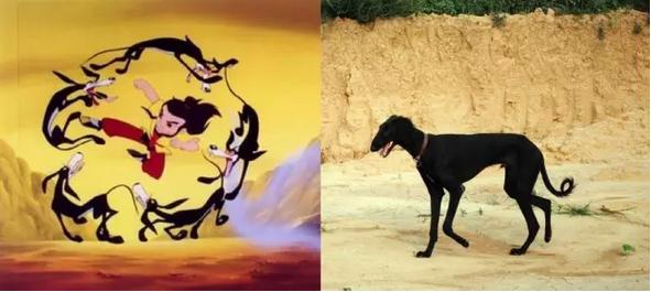 中国国犬那么多为啥只有土狗火了,纯种真正的土狗是什么样的