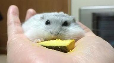 如何给仓鼠铲屎,仓鼠是不是要每天铲屎