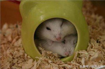 养仓鼠该怎么养不让它咬你,混养仓鼠的正确方法