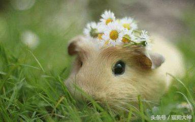 养仓鼠该怎么养不让它咬你,混养仓鼠的正确方法