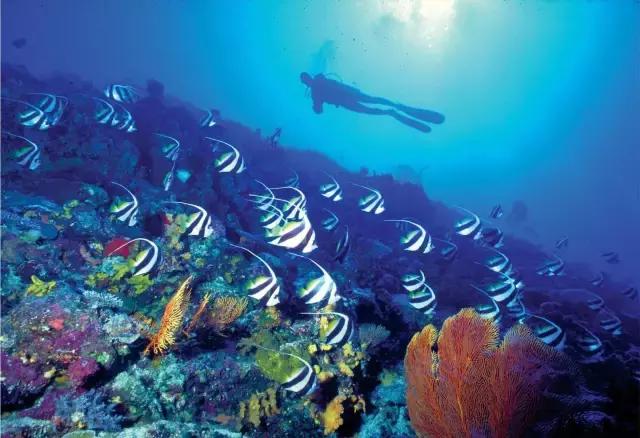 帕劳上帝水族馆介绍,帕劳上帝水族馆攻略