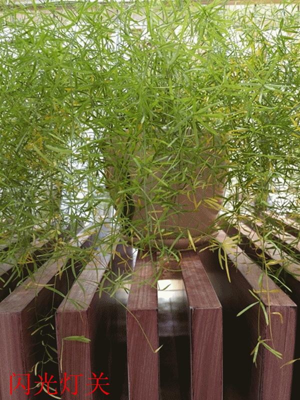 锤子m1是双扬声器吗,锤子m1刚出时多少钱