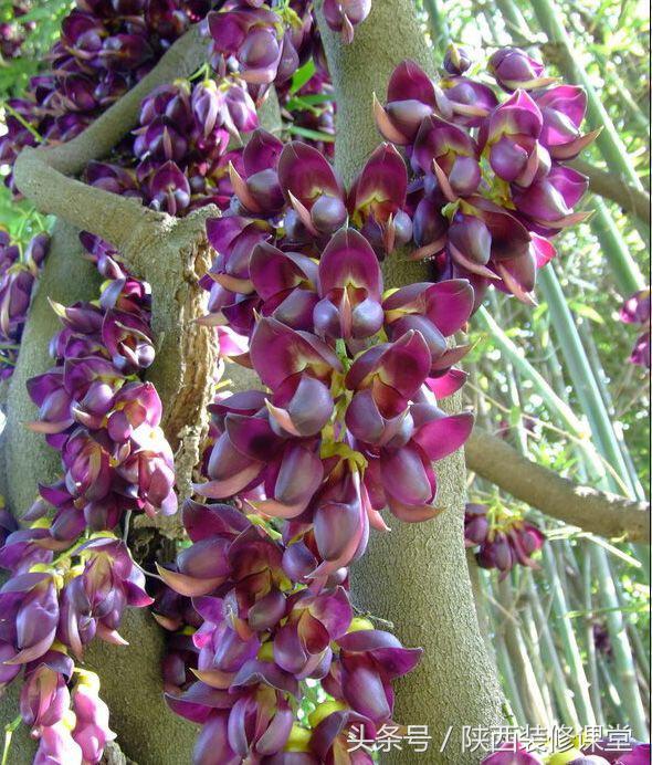 200平庭院花园轻奢,280平花园法式