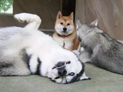 关于狗的冷知识拉布拉多,哈士奇冷知识狗语十级