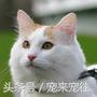 可爱的猫咪视频小奶猫,猫咪大全及名字