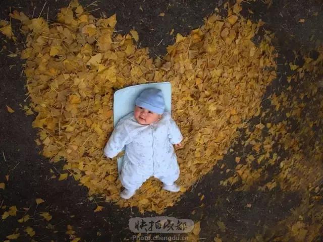 成都最萌的“银杏宝宝”在哪里？快来拿金色大礼！