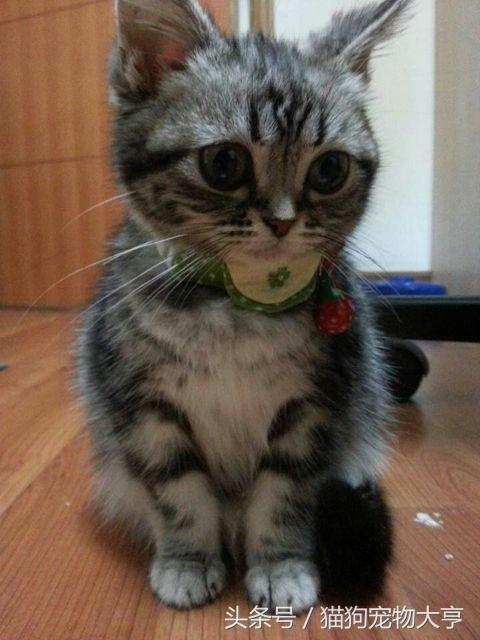 猫猫脾气不好怎么改善,猫猫脾气不好怎么办