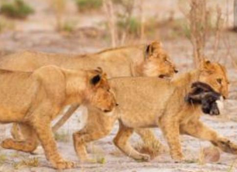 世上第一凶猛蜜獾大战狮子,蜜獾看到非洲狮群时毫无畏惧