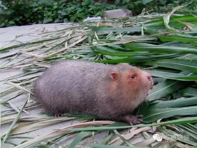 竹鼠养殖前景,农村竹鼠养殖政策