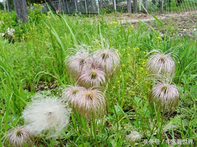 路边杂草清热解毒,田间杂草药用