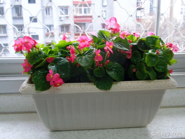 一年四季花开不断的海棠,四季海棠一年四季都开花吗