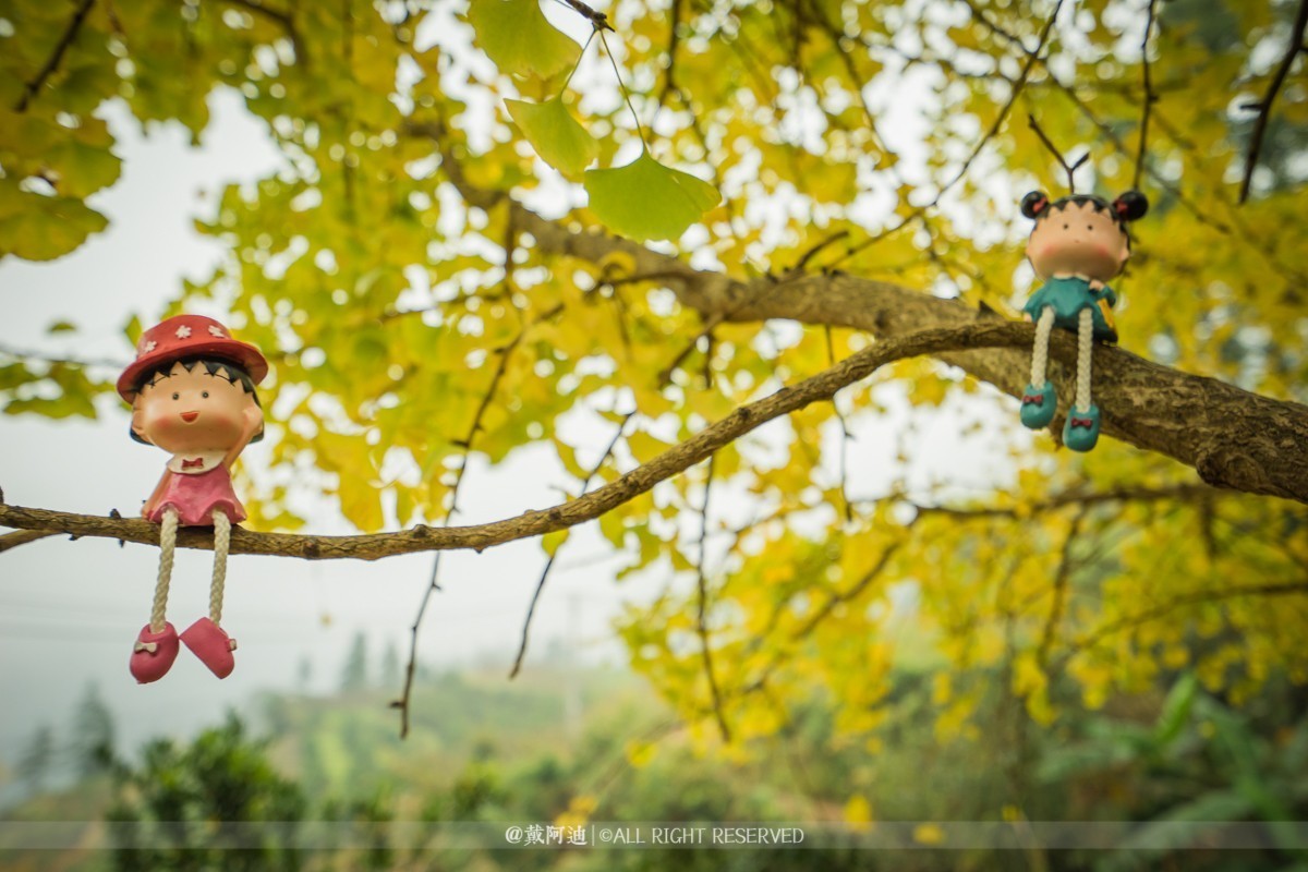 今年最后银杏金秋，现在出发还来得及！