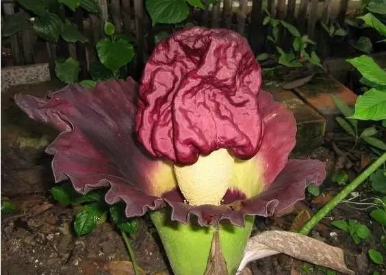 鬼吹灯精绝古城尸香魔芋有什么用,鬼吹灯中尸香魔芋花竟真的存在