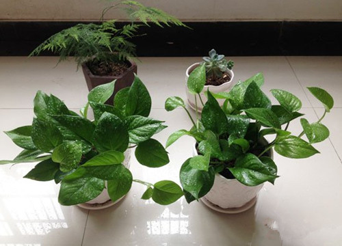 绿萝浇水一般多长时间浇一次,绿萝浇水浇多的补救方法