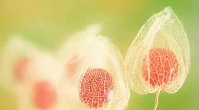 东北人的最爱,东北人的最爱东北大冻梨