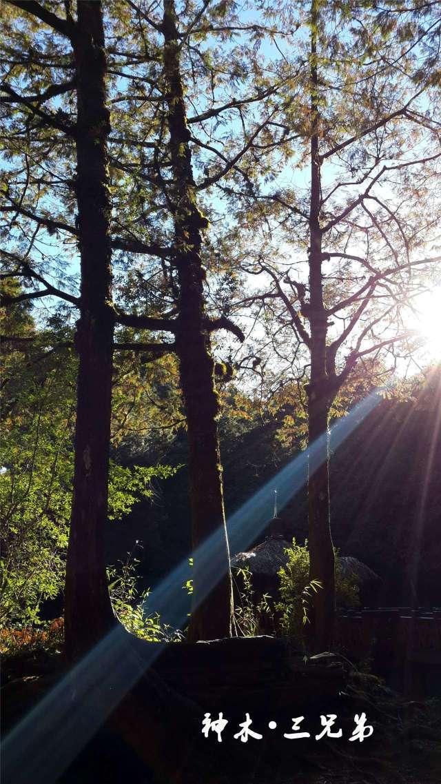快来看真正的阿里山日月潭是怎样的~