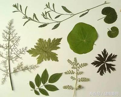 鼓胀舌和胖大舌的区别,胖大舌的鉴别方法