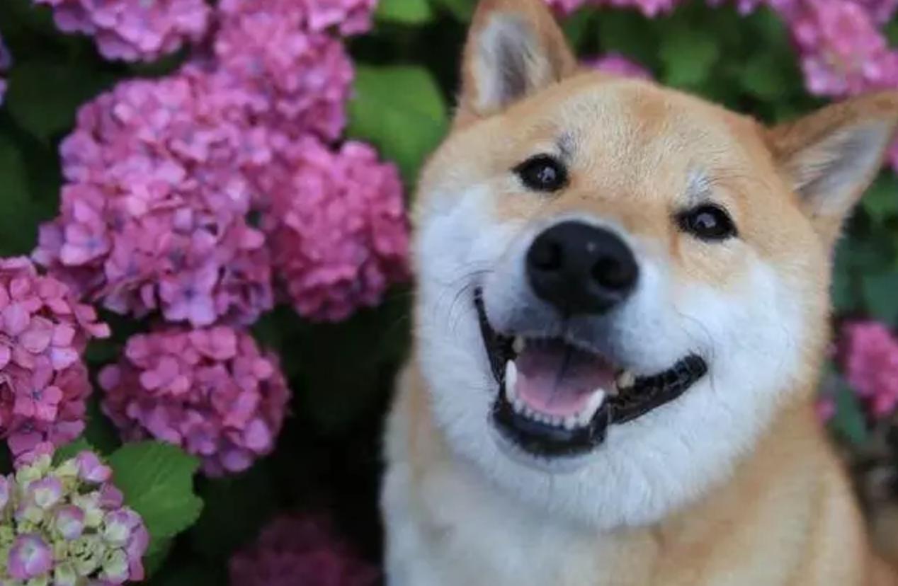 “中国土狗”比“日本土狗”差在哪里？