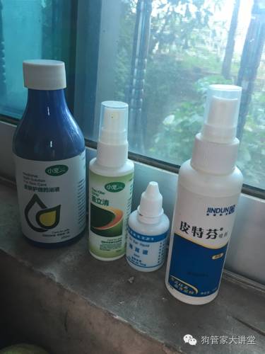 金毛从成年开始养,金毛养成