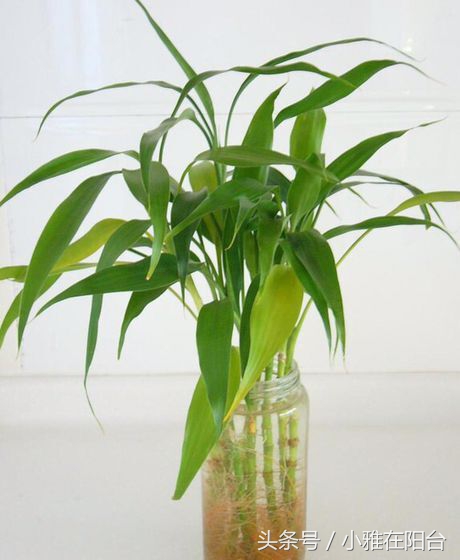 富贵竹发黄了怎么办才能救活,富贵竹叶子发黄长了根怎么救