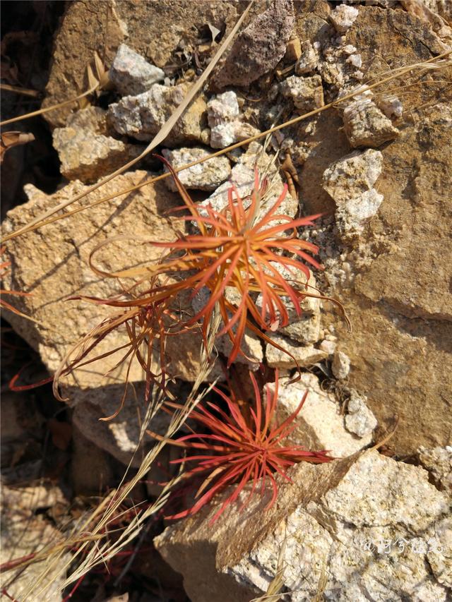 我家乡多得要死，多少钱一斤我卖给你