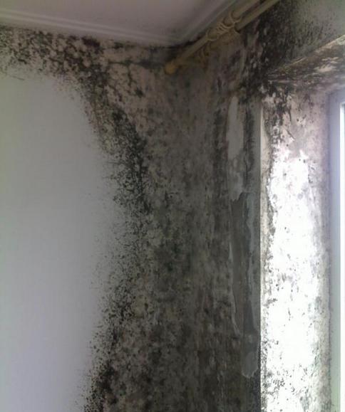 清除墙上霉菌最好方法,墙霉菌能彻底清除掉吗