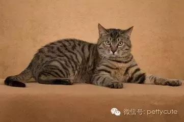 中华田园猫玄猫的性格,中华田园猫玄猫眼睛什么颜色