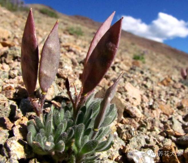 稀有和昂贵的多肉有哪些 (五种濒临灭绝的多肉)