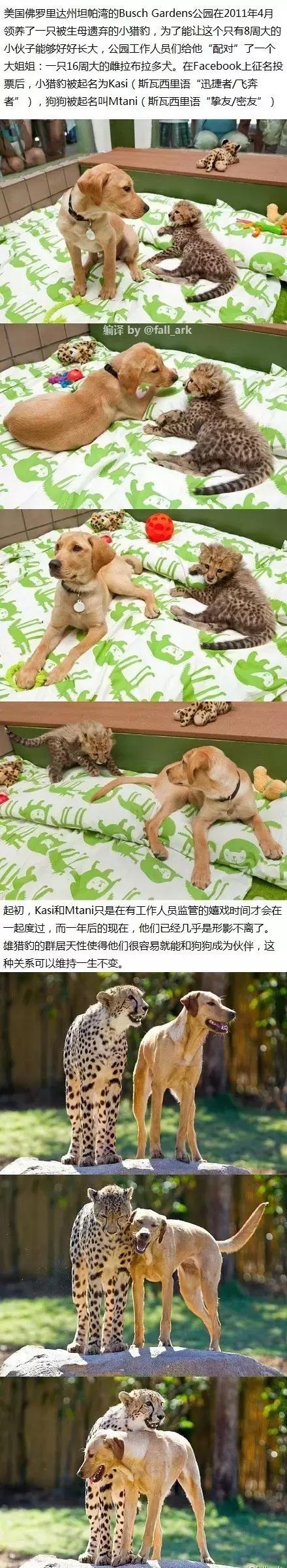 拉布拉多是不是家养的最佳犬种,萨摩耶拉布拉多犬是哪里的犬种