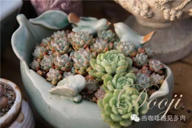 大群老桩秀妍多肉,多肉大群造型图