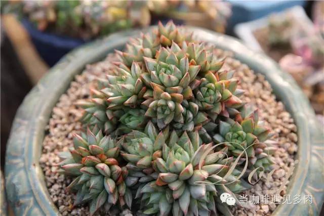 老桩大群多肉,大盆群生老桩图片大全