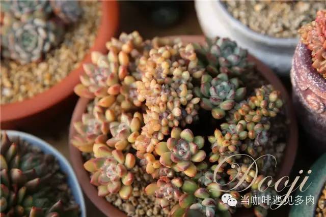 老桩大群多肉,大盆群生老桩图片大全